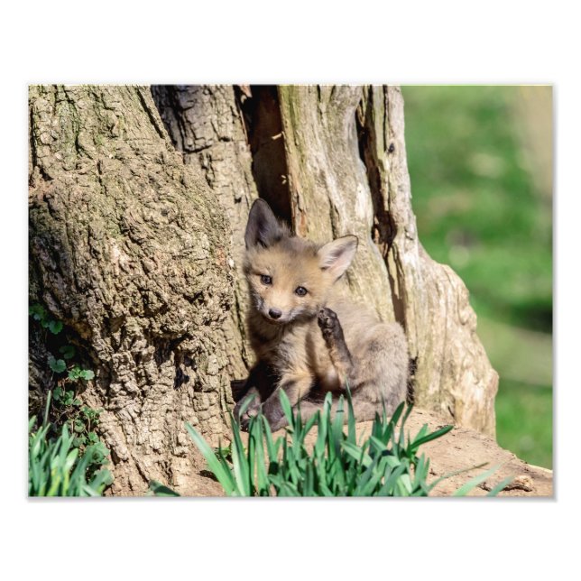 Foto Kit Fox de 14x11 en el Valle Hudson (Frente)