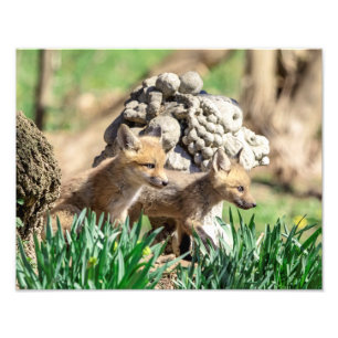 Foto Kits de Fox de 14x11 en el Valle de Hudson