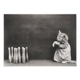 Foto Kitten Bowling