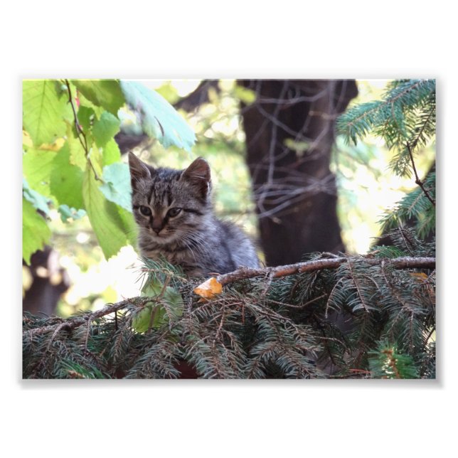 Foto Kitten Photo Kodak Professional Photo (Frente)