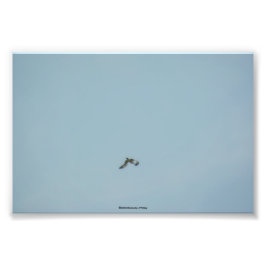 Foto Kittiwake de piernas negras