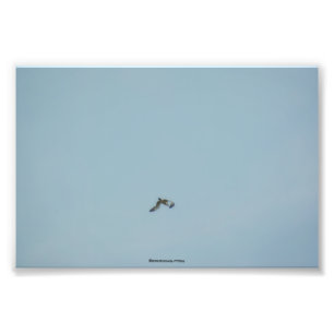 Foto Kittiwake de piernas negras