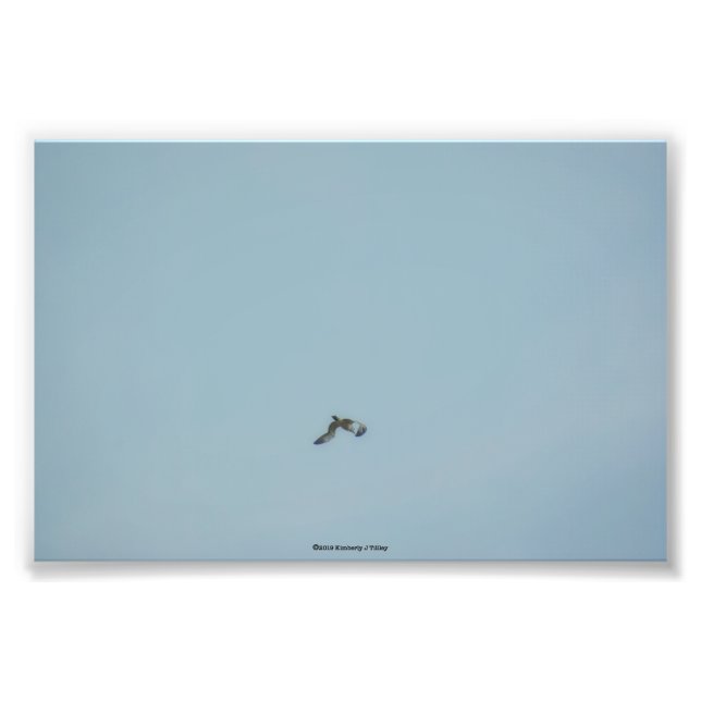 Foto Kittiwake de piernas negras (Frente)