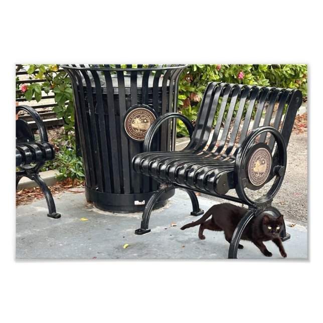 Foto Kitty en el parque (Frente)