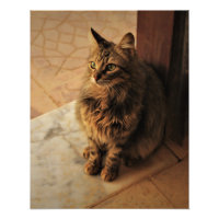 Kitty pacífico