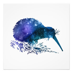 Foto Kiwi Bird