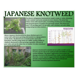 Foto Knotweed japonés