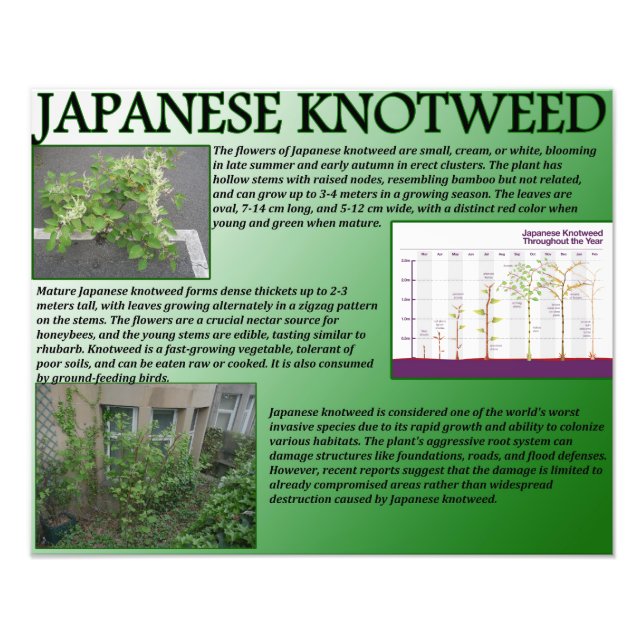 Foto Knotweed japonés (Frente)
