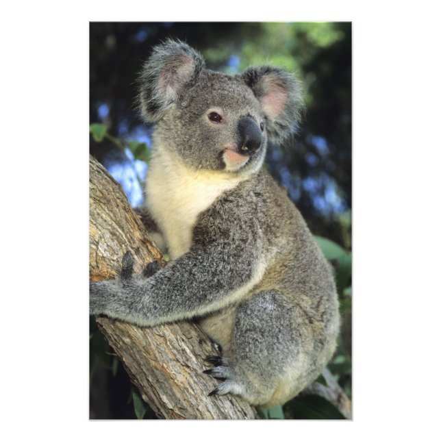 Foto Koala, Phascolarctos cinereus), Australia, (Frente)