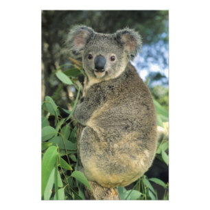 Foto Koala, Phascolarctos cinereus), en peligro de exti