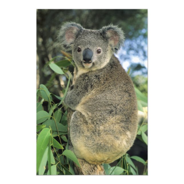 Foto Koala, Phascolarctos cinereus), en peligro de exti (Frente)
