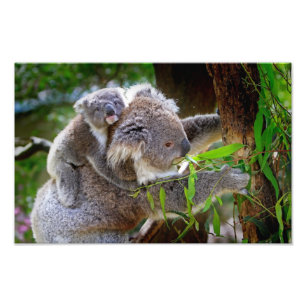 Foto Koalas Adorables
