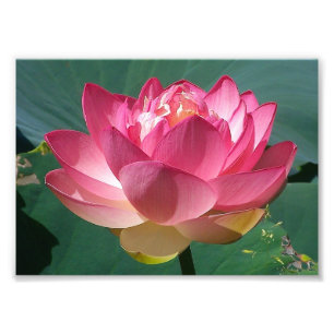 Foto KODAK Print Pink Lotus