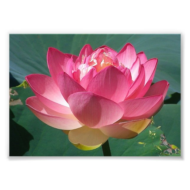 Foto KODAK Print Pink Lotus (Frente)