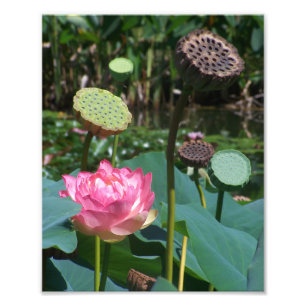 Foto KODAK Print Pink Lotus & Pods