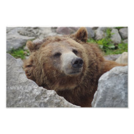 Foto Kodiak Bear