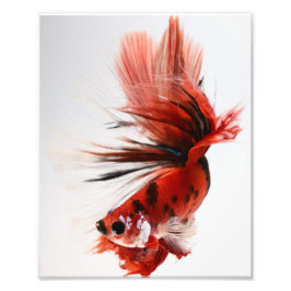 Foto Koi Halfmoon Betta Fish