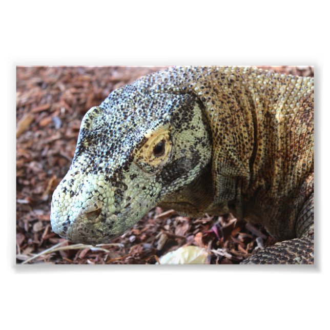 Foto Komodo Dragon (Frente)