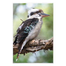 Foto Kookaburra vista en la isla Fraser