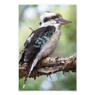 Foto Kookaburra visto en la isla Fraser