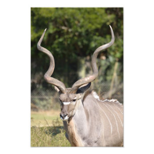 Foto Kudu