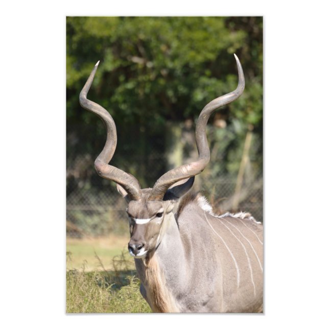 Foto Kudu (Frente)