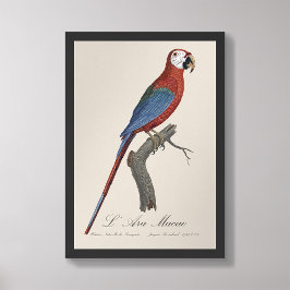 Foto L' Ara Macao / Macao rojo y verde