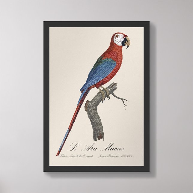 Foto L' Ara Macao / Macao rojo y verde (Subido por el creador)