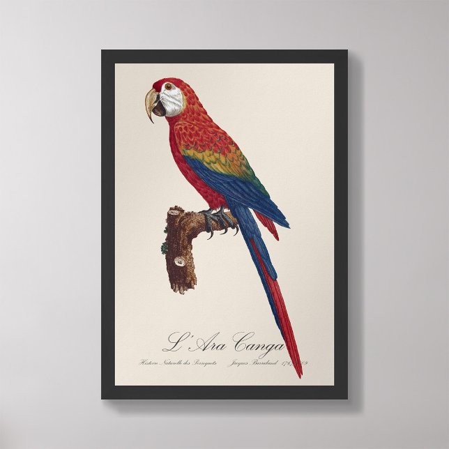 Foto L' Ara Macao / Scarlet Macaw (Subido por el creador)