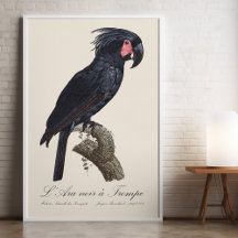 L' Ara Noir a Trompe / Palm Cockatoo