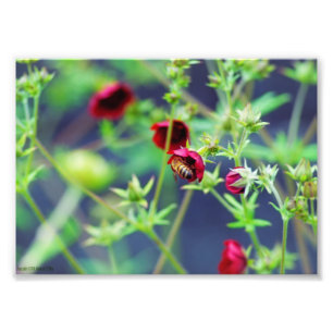 Foto La abeja con la flor roja