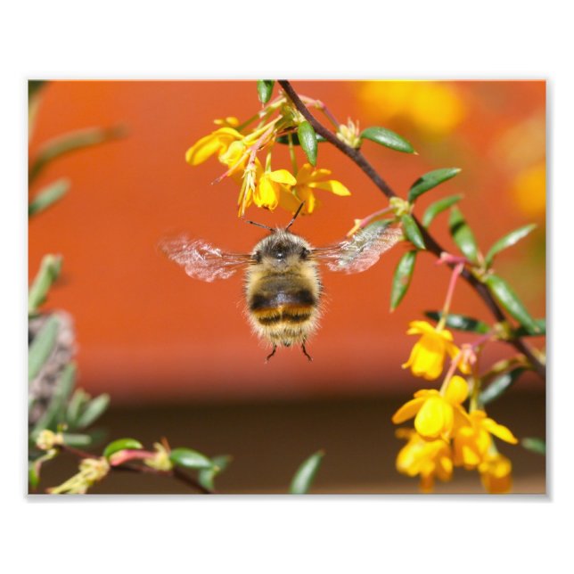 Foto La Abeja feliz de la burbuja (Frente)