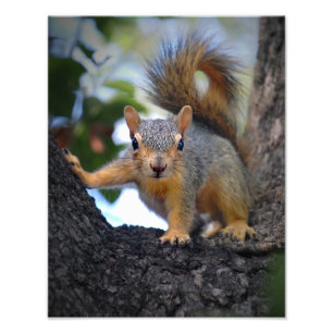 Foto La ardilla del bebé en el árbol
