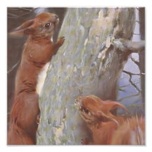 LA ARDILLA (Sciurus vulgaris)