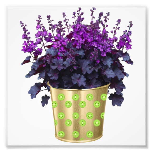 Foto La belleza de las plantas de hogar y las flores" V (Frente)