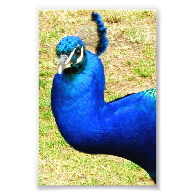 Foto La belleza del pavo real (Frente)