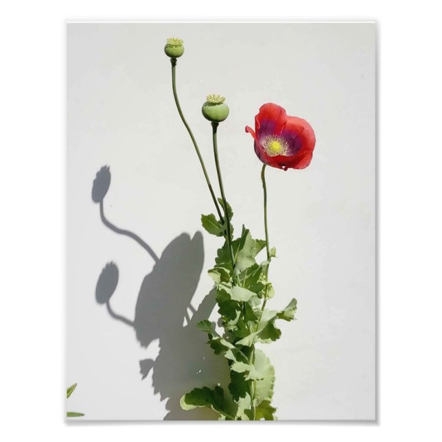 Foto La belleza también es la bestia. (Frente)