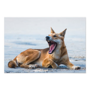 Foto La boca de Dingo abre ampliamente, Isla Fraser Aus