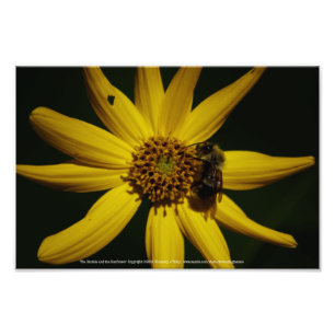 Foto La burbuja y el girasol
