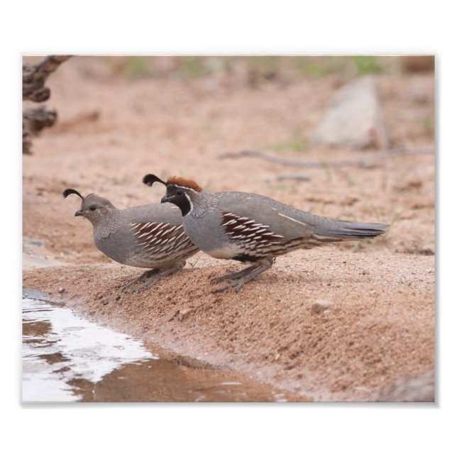 Foto La codorniz de Gambel macho y hembra (Frente)