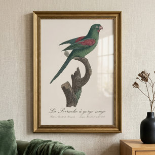 Foto La cotorra de garganta roja