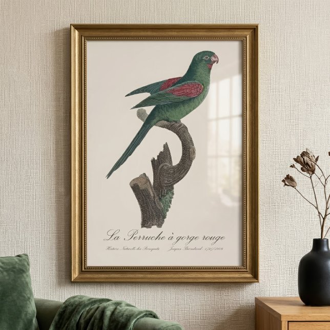 Foto La cotorra de garganta roja (Orange-Chinned Parakeet, Brotogeris jugularis. Photo Print )