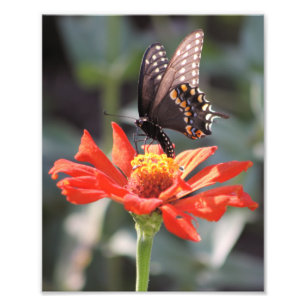 Foto La dramática fotografía de una mariposa