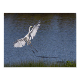 Foto La grande aigrette