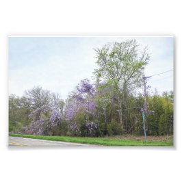 Foto La histeria florece en el camino de Texas