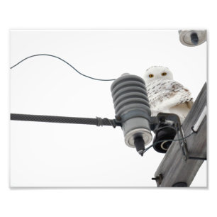 Foto La imagen de Regal Snowy - 8x10