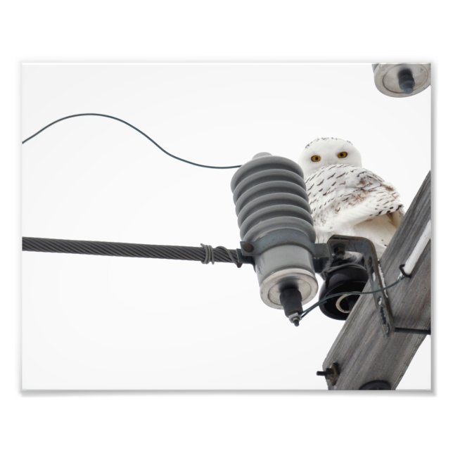 Foto La imagen de Regal Snowy - 8x10 (Frente)