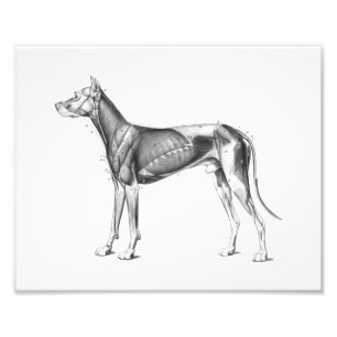 Foto La impresión de la anatomía del perro Muscles B/