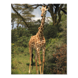 Foto La jirafa de la talla en los Bushes