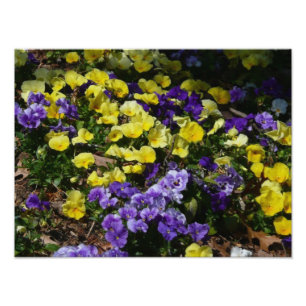 Foto La ladera de los Pansies morado y amarillo
